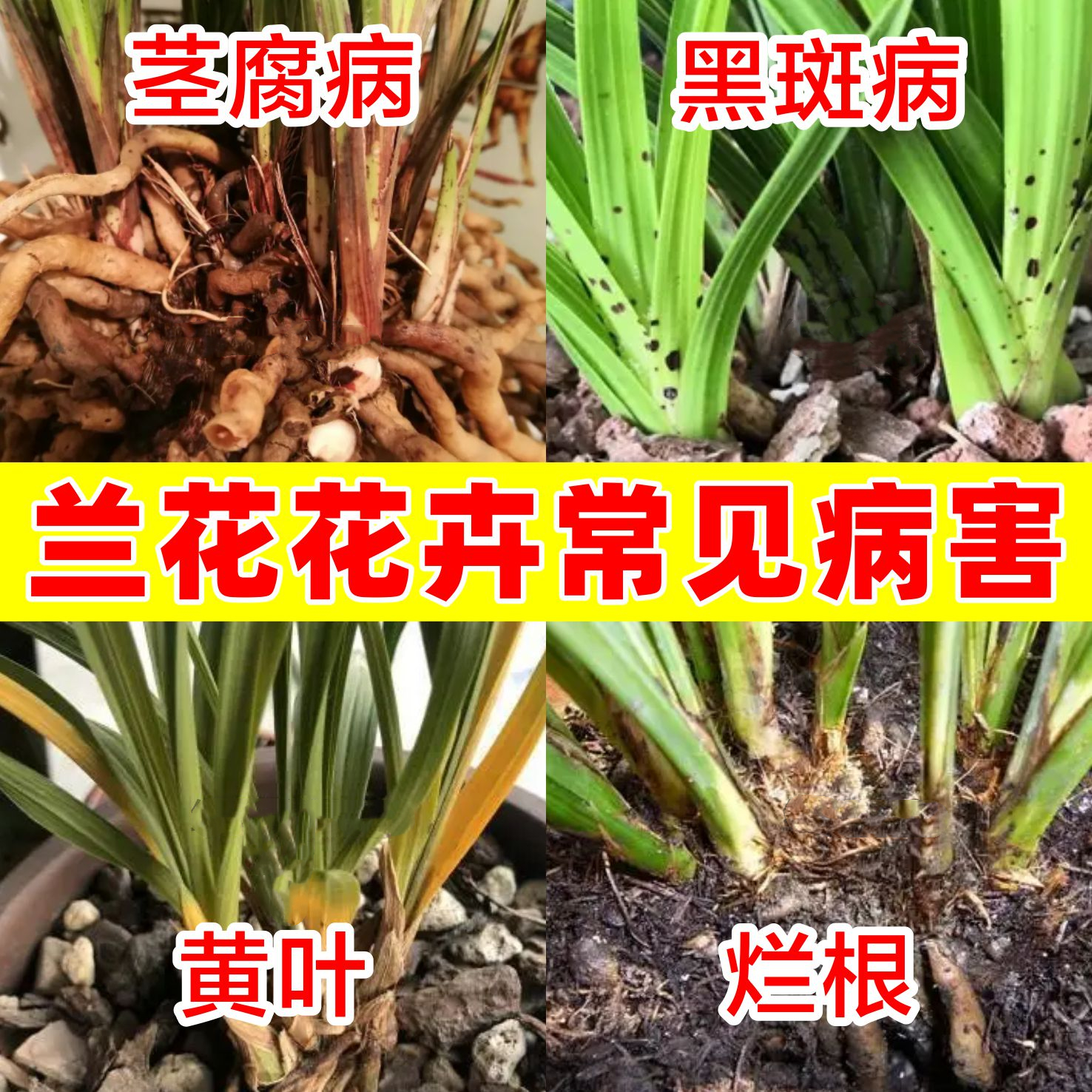 兰花软腐病黑斑病专用杀菌剂兰花杀菌剂真菌细菌病毒病全治杀菌剂