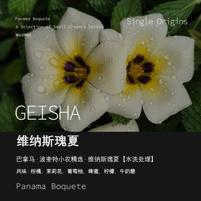 波奎特维纳斯瑰夏水洗处理咖啡豆