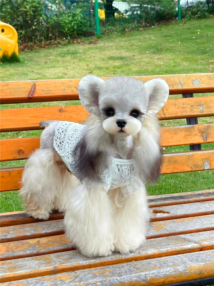 Mini body light peculiar Skunari puppies purebred small breed small dog Snowy cubs black silver pet dog