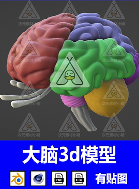 blender脑干大脑解剖人体医学三维软件通用fbx格式3D模型文件c4d