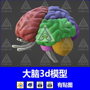 blender脑干大脑解剖人体医学三维软件通用fbx格式3D模型文件c4d