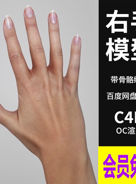 C4D手模型3D女性人物手臂FBX带材质贴图带骨骼绑定设计素材A154