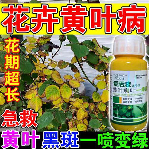 植物黄叶病月季花玫瑰花茶花枯萎发黄黑斑黄叶病专用药肥料营养液