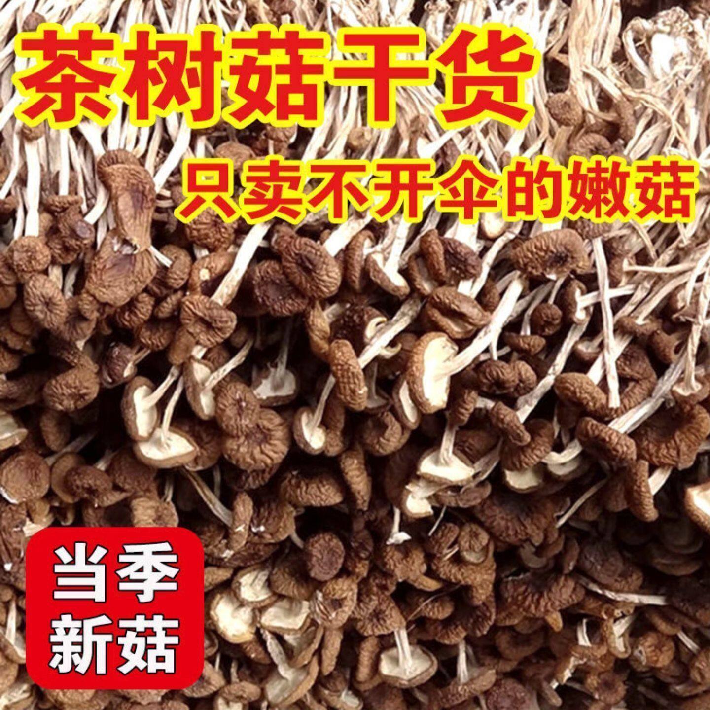精选不开伞茶树菇好货批发农家特产干货新货煲汤新鲜炖粥
