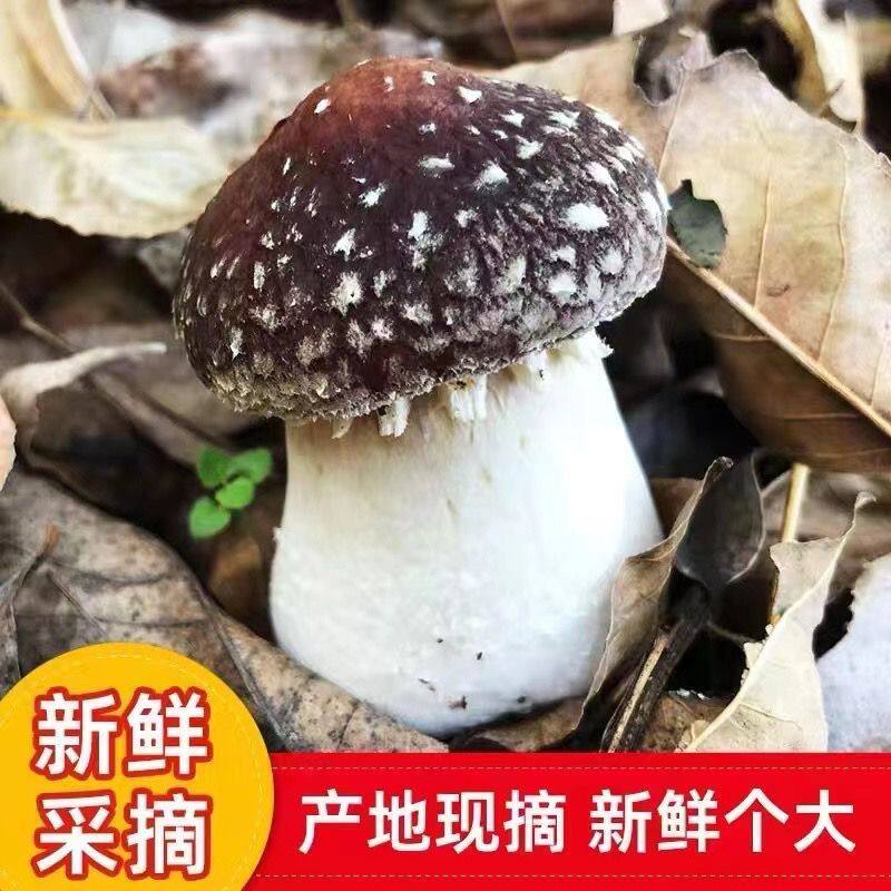 河南新鲜姬松茸菌菇类新鲜现摘赤松茸松茸菇食用煲汤火锅