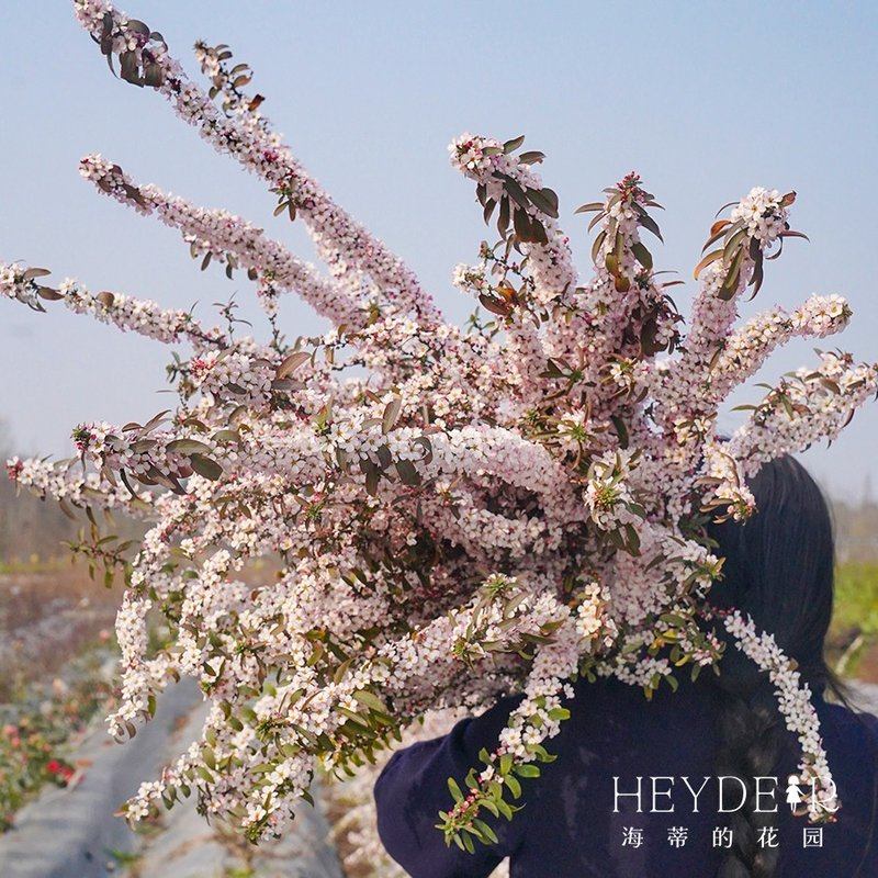 海蒂的花园雪柳粉色喷雪花灌木庭院楼顶室外植物多年生耐寒盆栽苗