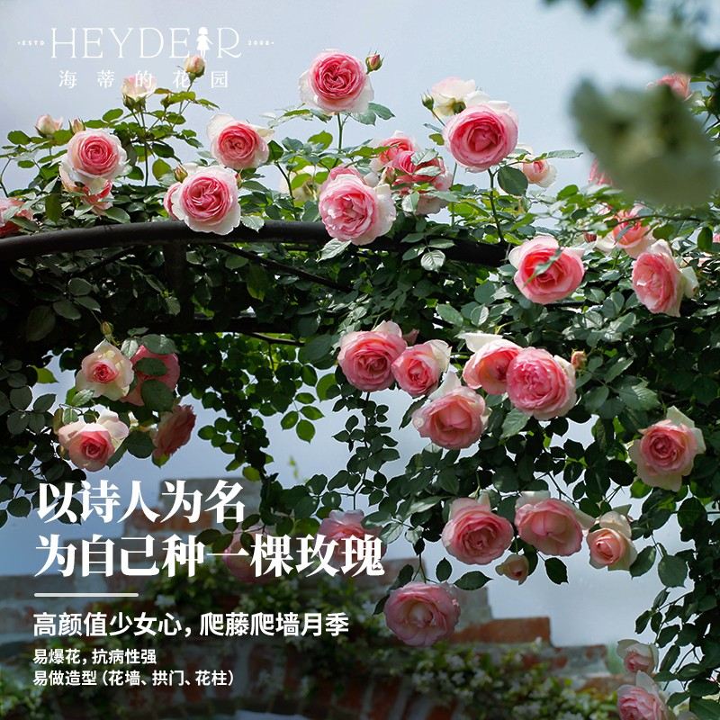 海蒂的花园粉色龙沙宝石藤本月季庭院花墙拱门盆栽爬藤植物盆栽苗