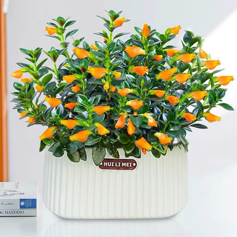 金鱼花盆栽带花苞发货四季常青室内阳台好养的植物花懒人植物耐旱