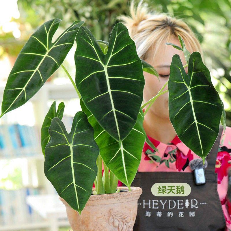 海蒂的花园室内盆栽多品绿植鹿角蕨蔓绿绒好养护桌面植物苗居家苗