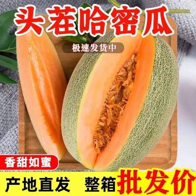 现摘正宗哈密瓜10斤当季新鲜水果整箱现摘晓蜜脆甜网纹瓜西洲蜜瓜