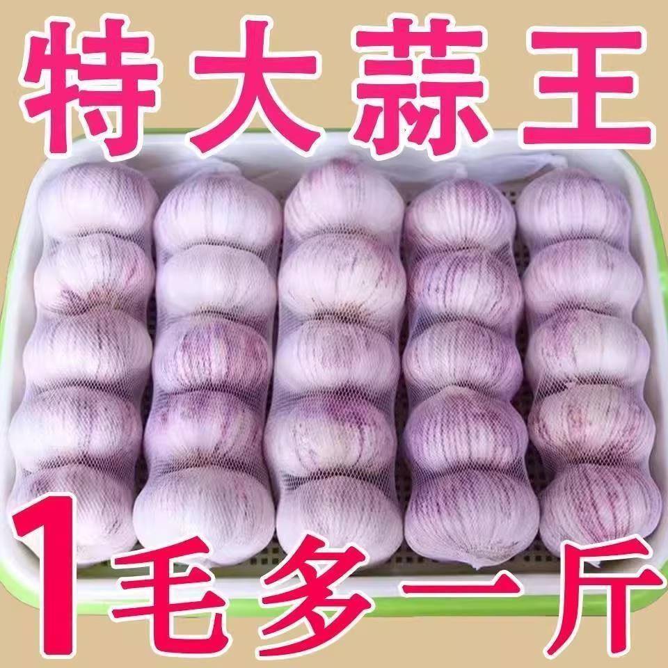 山东金乡紫白皮大蒜头干蒜5斤新货2025新鲜蒜头籽10斤农家蒜米种