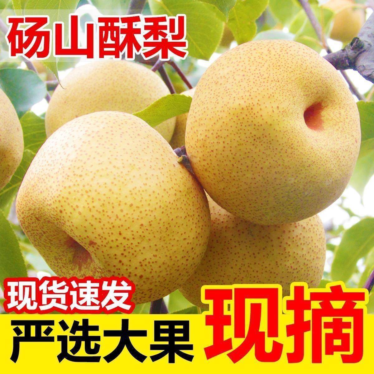 正宗酥梨砀山梨脆甜10斤现摘梨子香梨雪梨应季水果梨新鲜整箱包邮