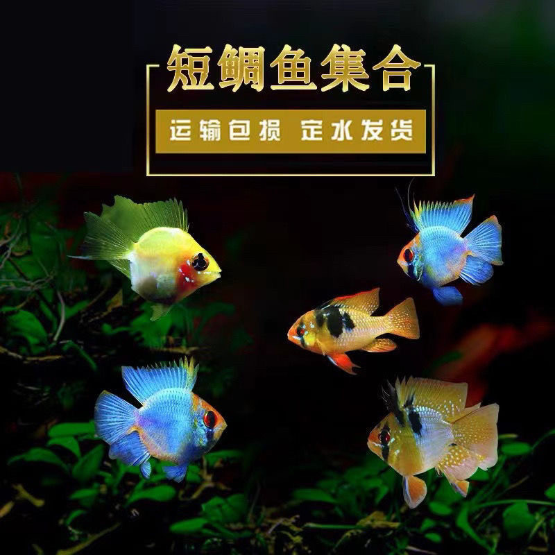 金波子宝蓝球荷兰凤凰球鱼阿凡达小型短鲷观赏鱼热带鱼