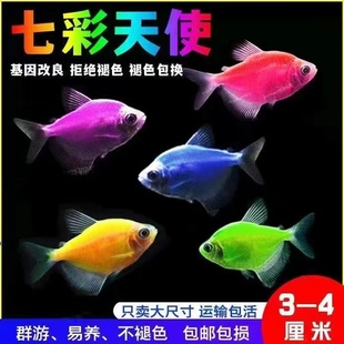 天使鱼七彩鱼柠檬青苹果柠檬绿老虎灯科鱼孔雀斑马小型热带观赏鱼
