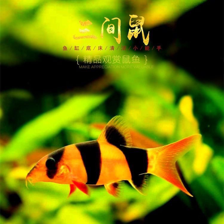 三间鼠鱼热带淡水鱼鱼缸底层清洁垃圾老鼠工具鱼进口三间鼠鱼苗