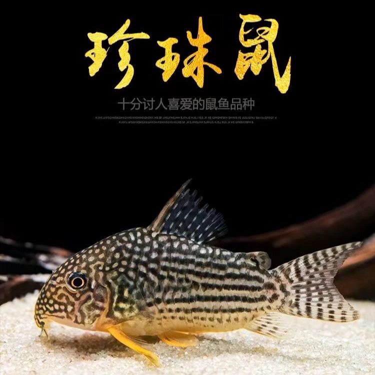 金翅茉莉珍珠鼠鱼老鼠热带观赏鱼清洁除藻黄翅工具清道夫鱼缸豹鼠