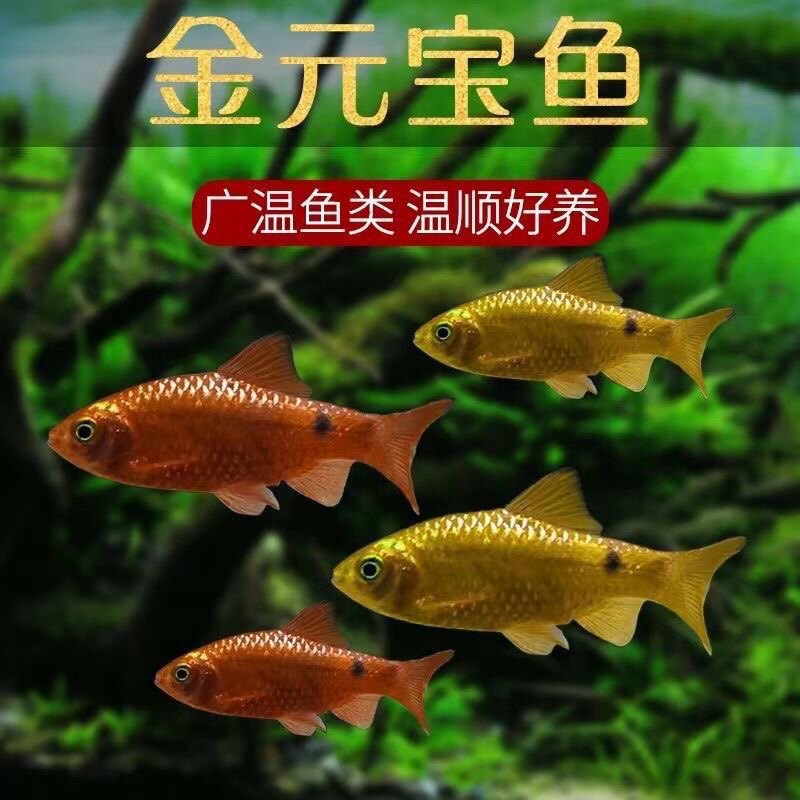 金元宝鱼热带鱼观赏鱼淡水鱼小型鱼招财鱼草缸新手鱼宠物鱼好养活