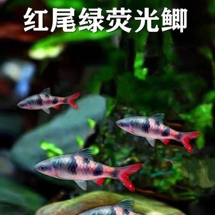 红尾绿荧光鲫鱼恒温淡水鱼熊猫鲫群游观赏鱼活体原生鱼黑宝石鲫鱼