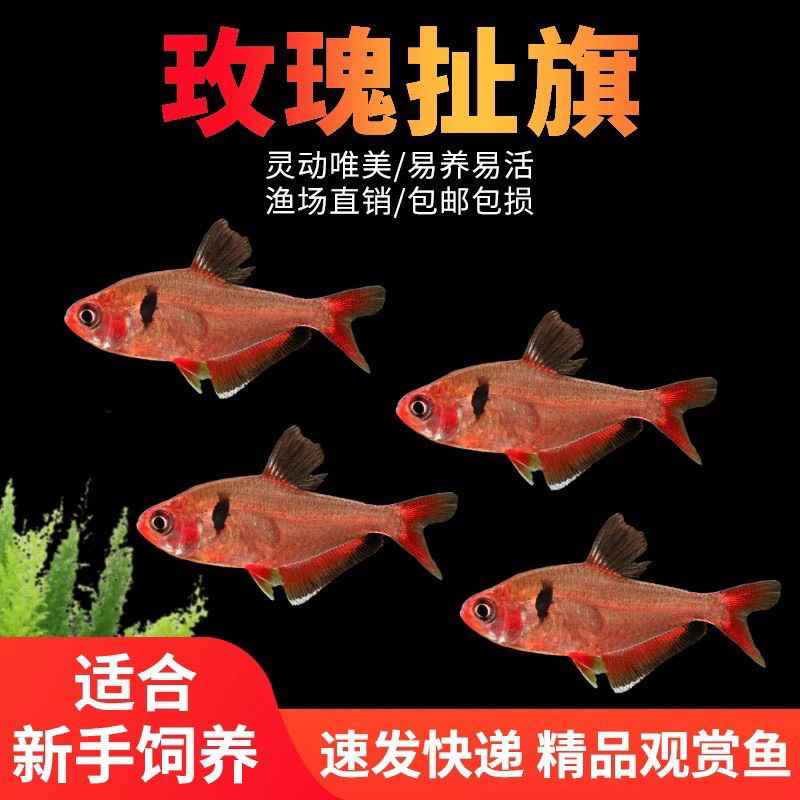 扯旗鱼集锦 白翅红玫瑰黑旗红衣梦幻鳍粉红大勾玻璃草缸活体懒人