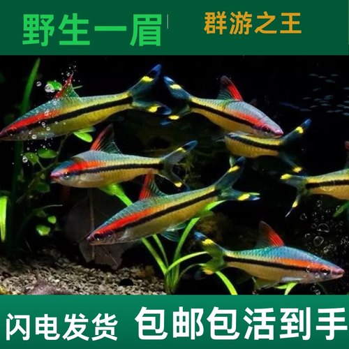 红眉一眉道人鱼灯鱼黑尾草缸群游观赏鱼热带淡水宠物鱼活体好养