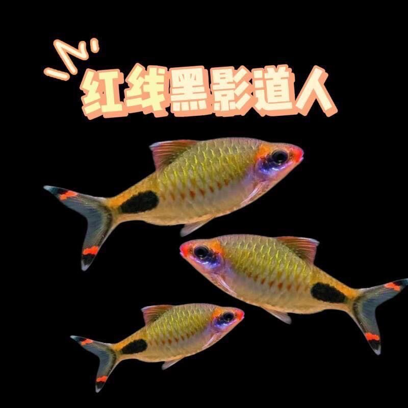 野黑影道人鱼蓝黑影红唇红线黑影道金斯鲃草缸原生热带鱼耐活好养