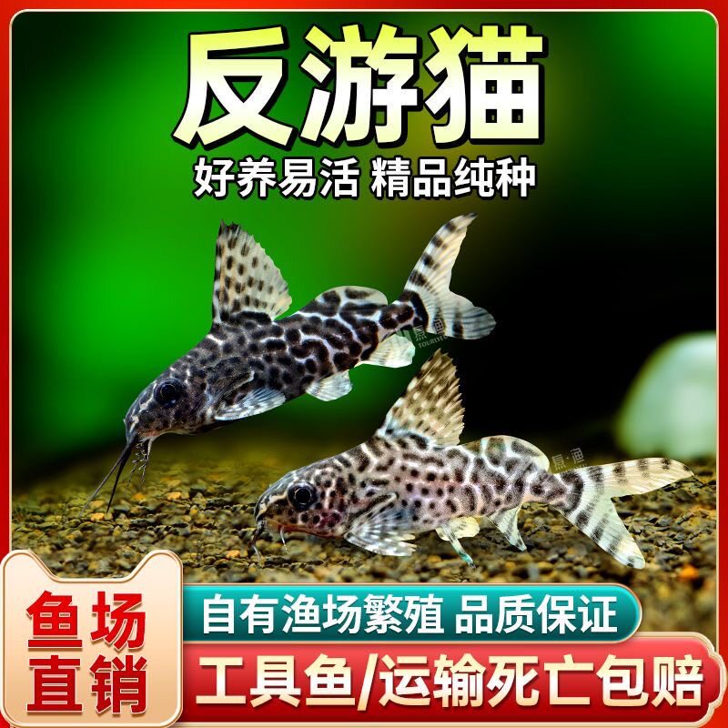 反游猫鱼热带小型观赏活体底栖类倒游鲶清洁宠物活体鼠鱼倒游猫鱼