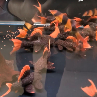 L600帝王血钻清洁工具鱼南美异型鱼工具鱼热带观赏鱼