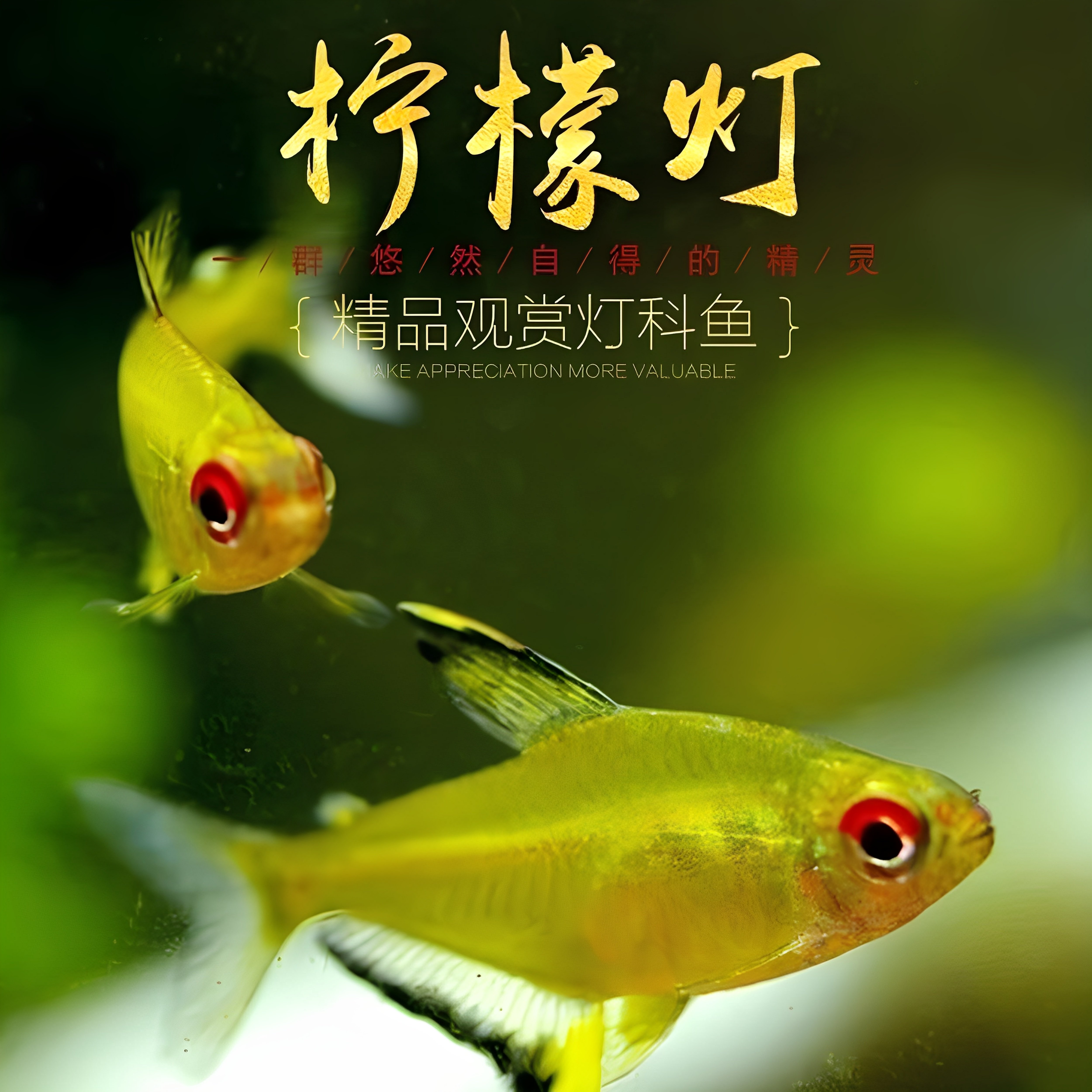 柠檬灯鱼小型鱼高端灯鱼热带观赏鱼淡水活体草缸混养好养群游皮实