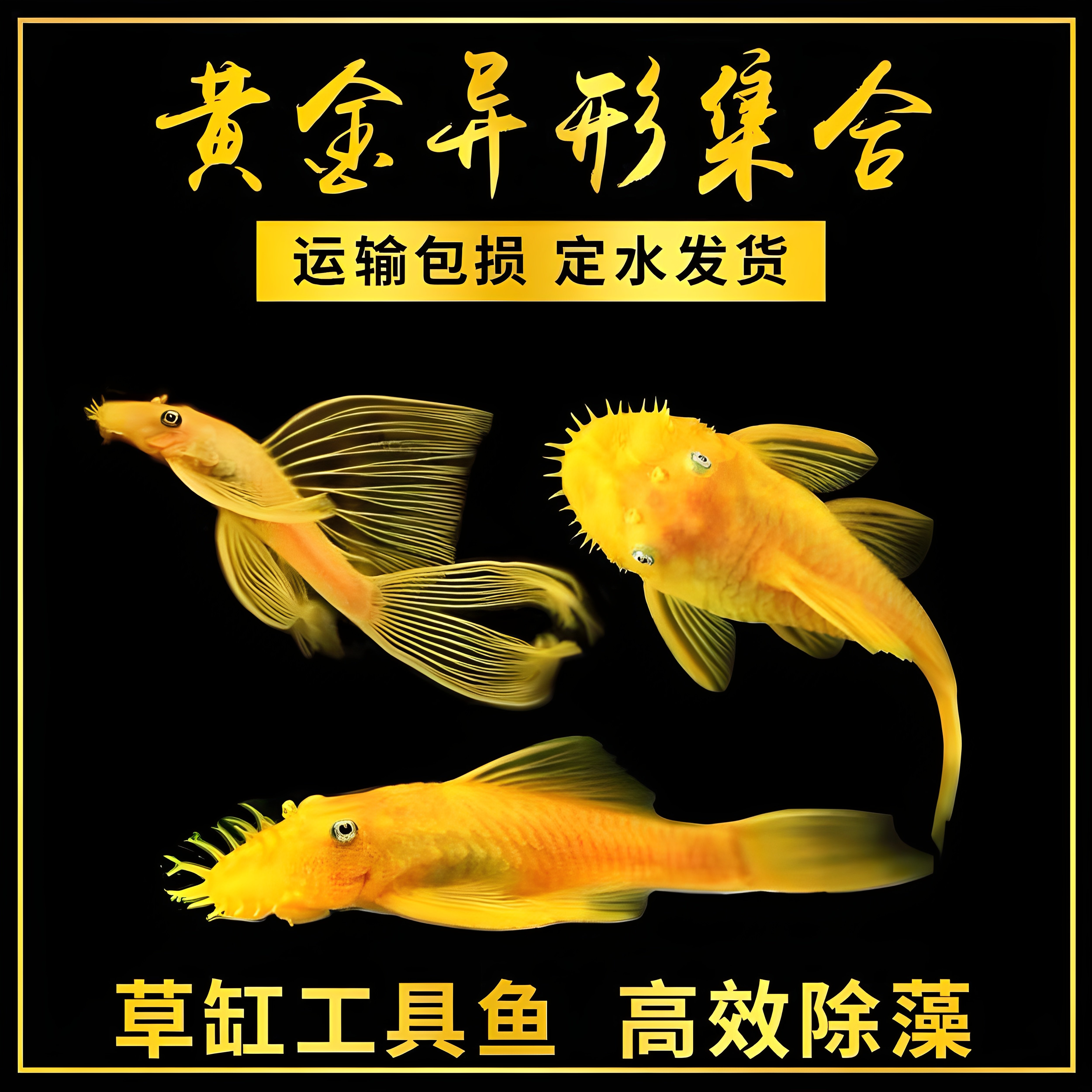 【包活】黄金胡子鱼大帆热带鱼水藻老鼠工具鱼红蓝眼清洁鱼除藻