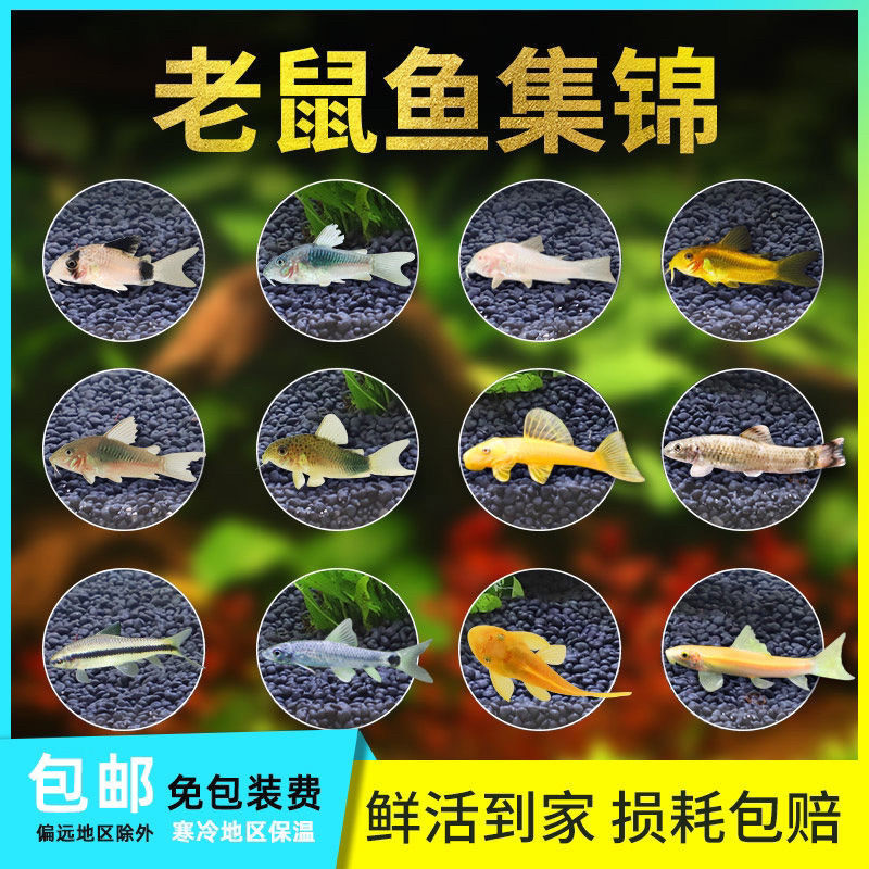 老鼠鱼清洁鱼混养斑马鱼孔雀鱼工具鱼热带鱼观赏鱼淡水好养除藻