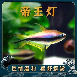 帝王灯鱼观赏魔鬼南美热带观赏鱼小型黄金灯科鱼三叉水草草缸游鱼