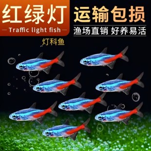 红绿灯鱼热带观赏鱼灯鱼套餐好养草缸群游小型鱼灯科鱼套餐组合装