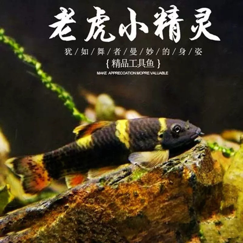 老虎小精灵鱼淡水中华工具鱼除青苔清洁鱼虎纹斑马鱼小型易养活体