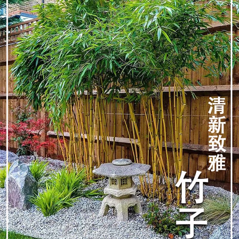 天麦勋不开花多年生四季常青竹苗