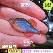 原生溪流缸蓝石台鳑鲏中华彩石旁皮除藻群游冷水鱼青鳞鱊观赏鱼苗