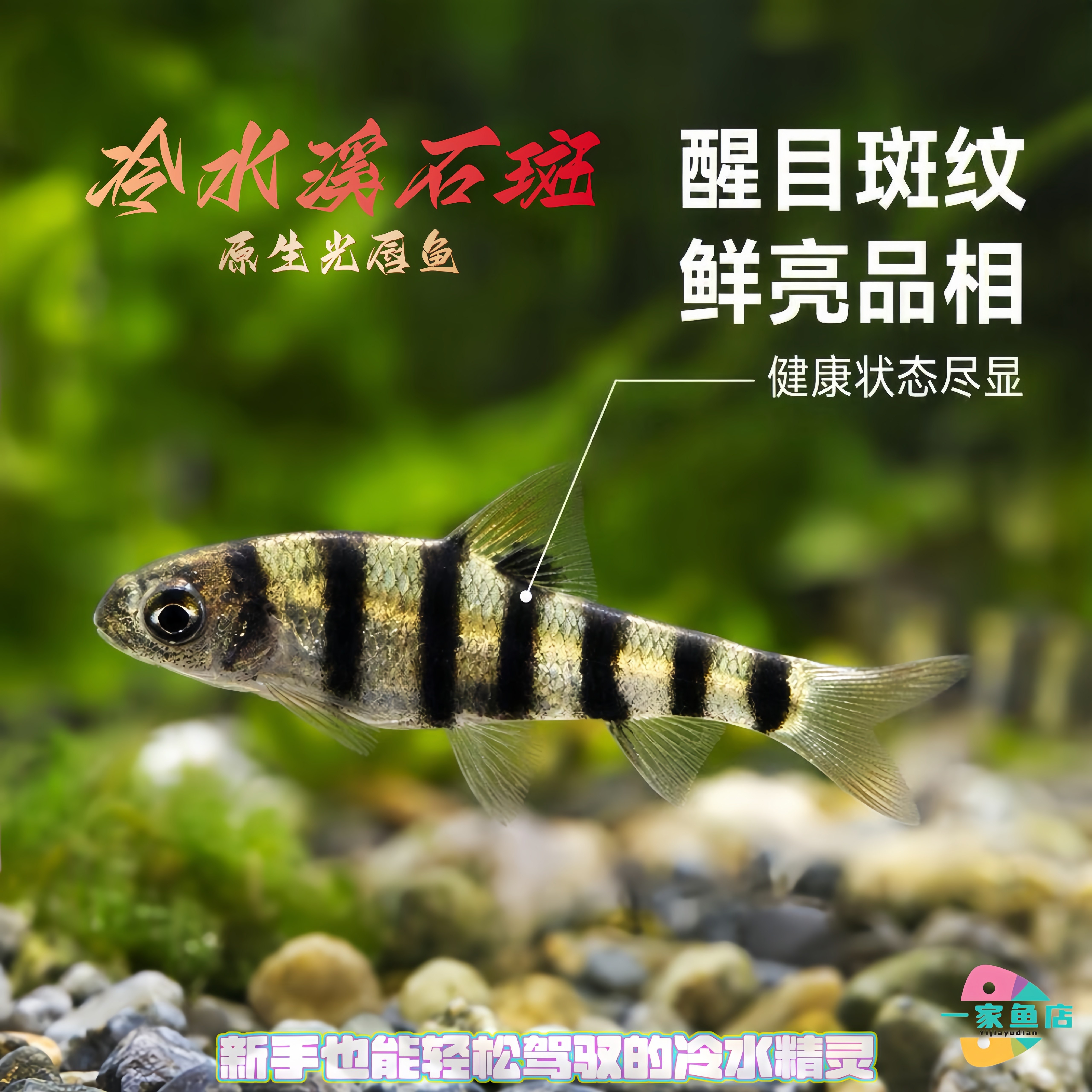 好养耐活冷水原生小型淡水溪流石斑光唇鱼活体群游中底层观赏鱼苗