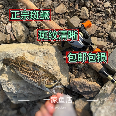 原生好养斑鳜凶猛淡水老虎鳜桂花鱼圆桶鳜溪流冷水非养殖活体鱼苗