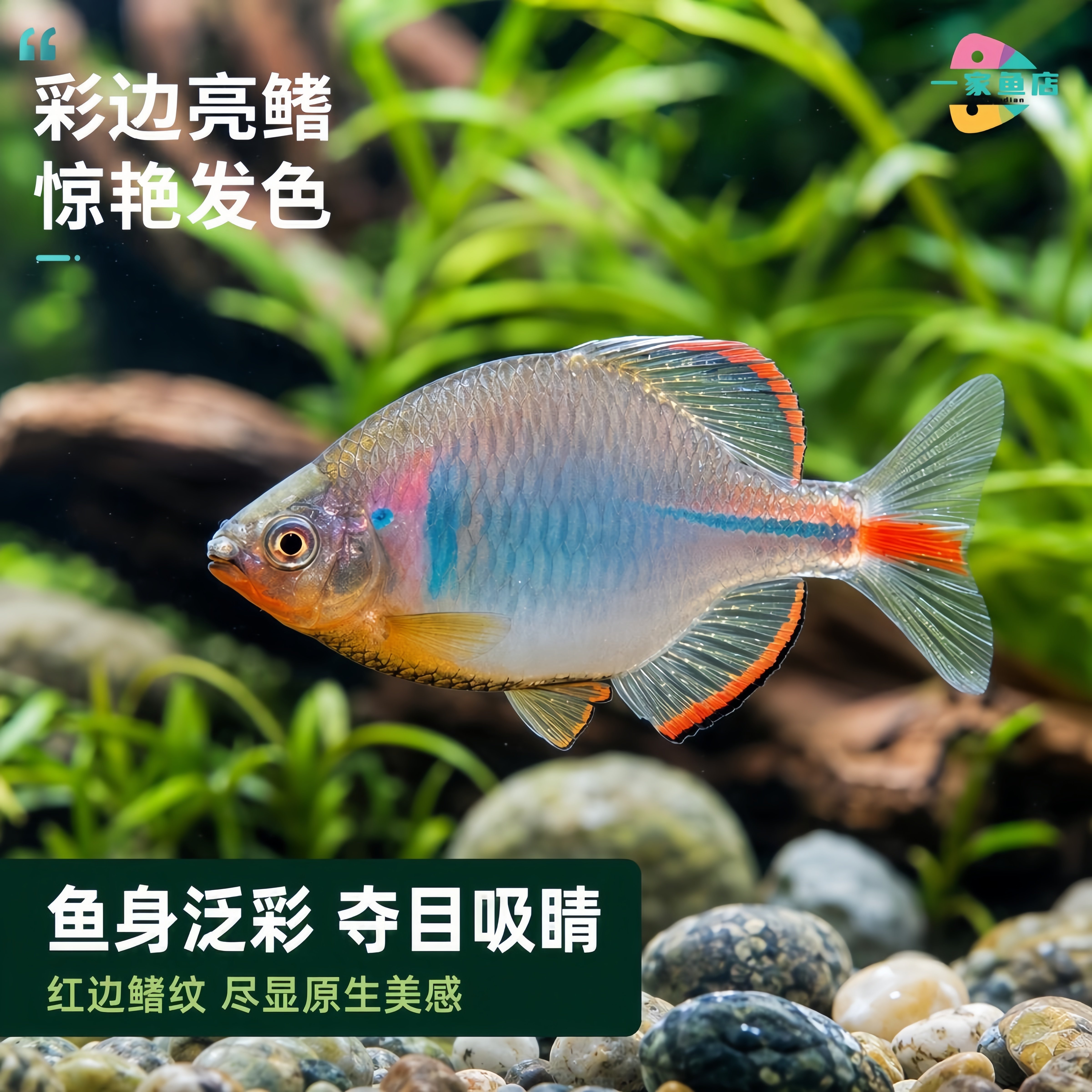 中华彩石鳑鲏鱼原生溪流高体旁皮鱼群游除藻工具冷水鱼温顺观赏鱼
