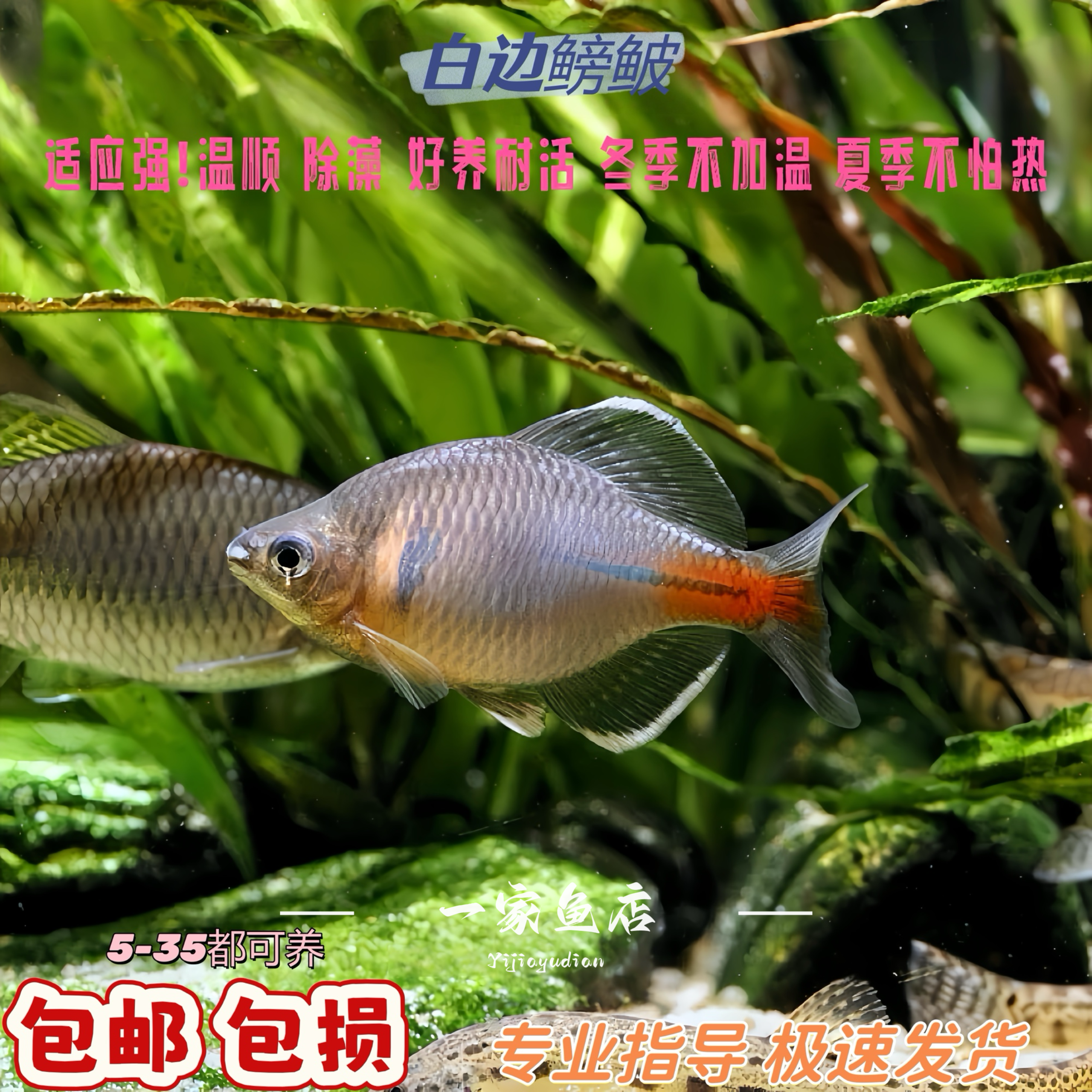 原生溪流冷水白边鳑鲏鱼除藻群游蓝石台中华彩石短须鱊淡水观赏鱼