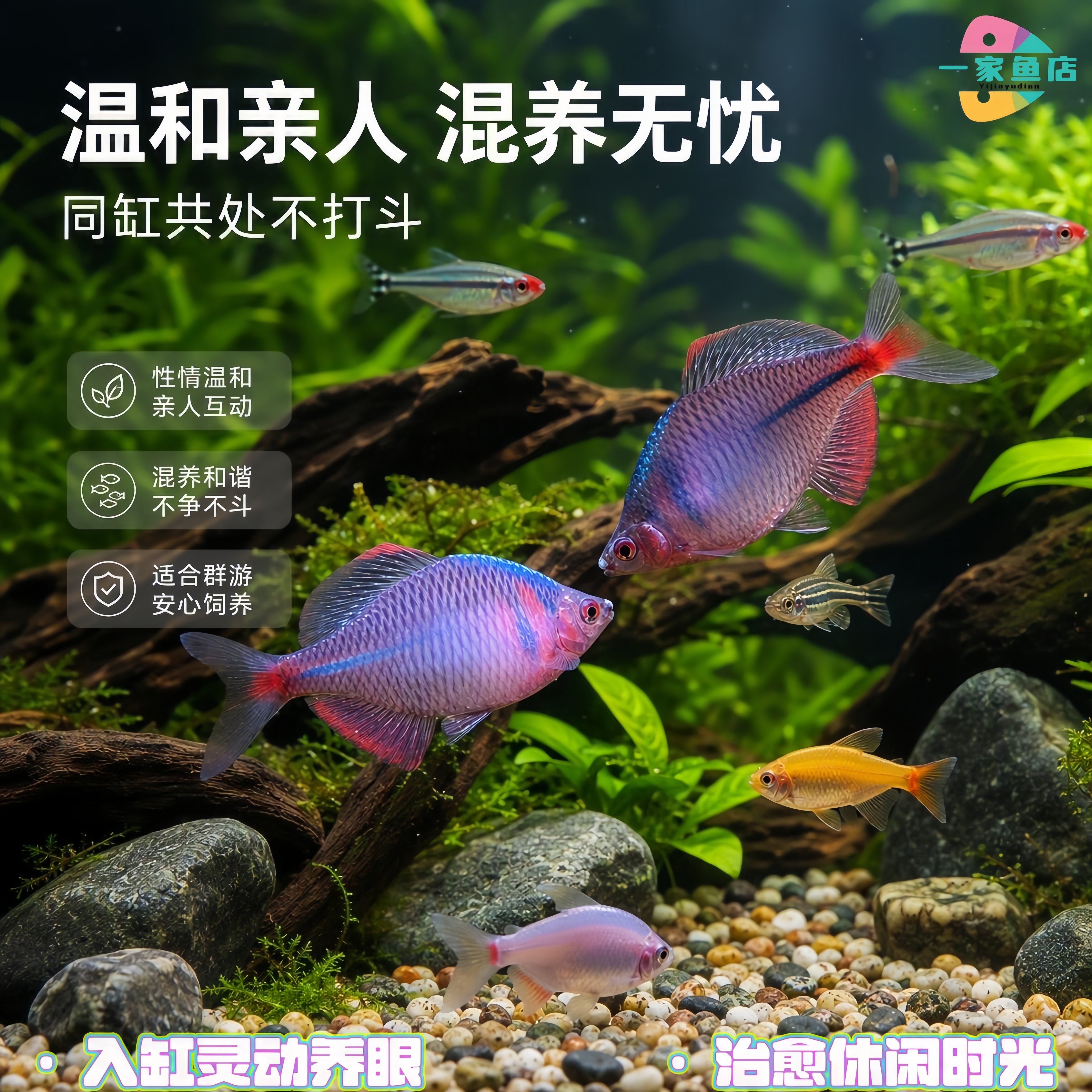 原生好养七彩鳑鲏鱼淡水鱼除藻群游旁皮鱼冷水鱼活体小型观赏鱼苗