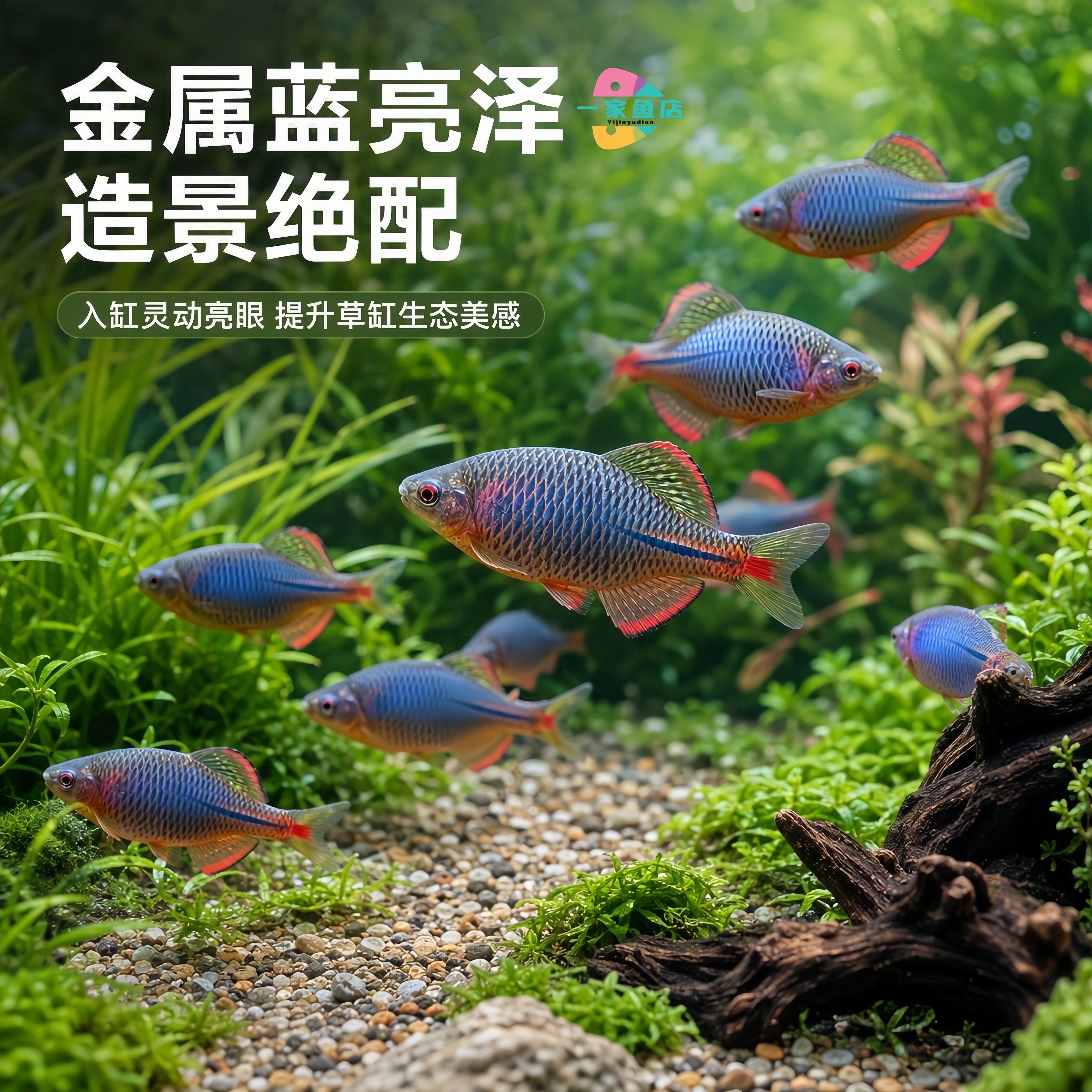 原生溪流缸蓝石台鳑鲏中华彩石旁皮除藻群游冷水鱼青鳞鱊观赏鱼苗