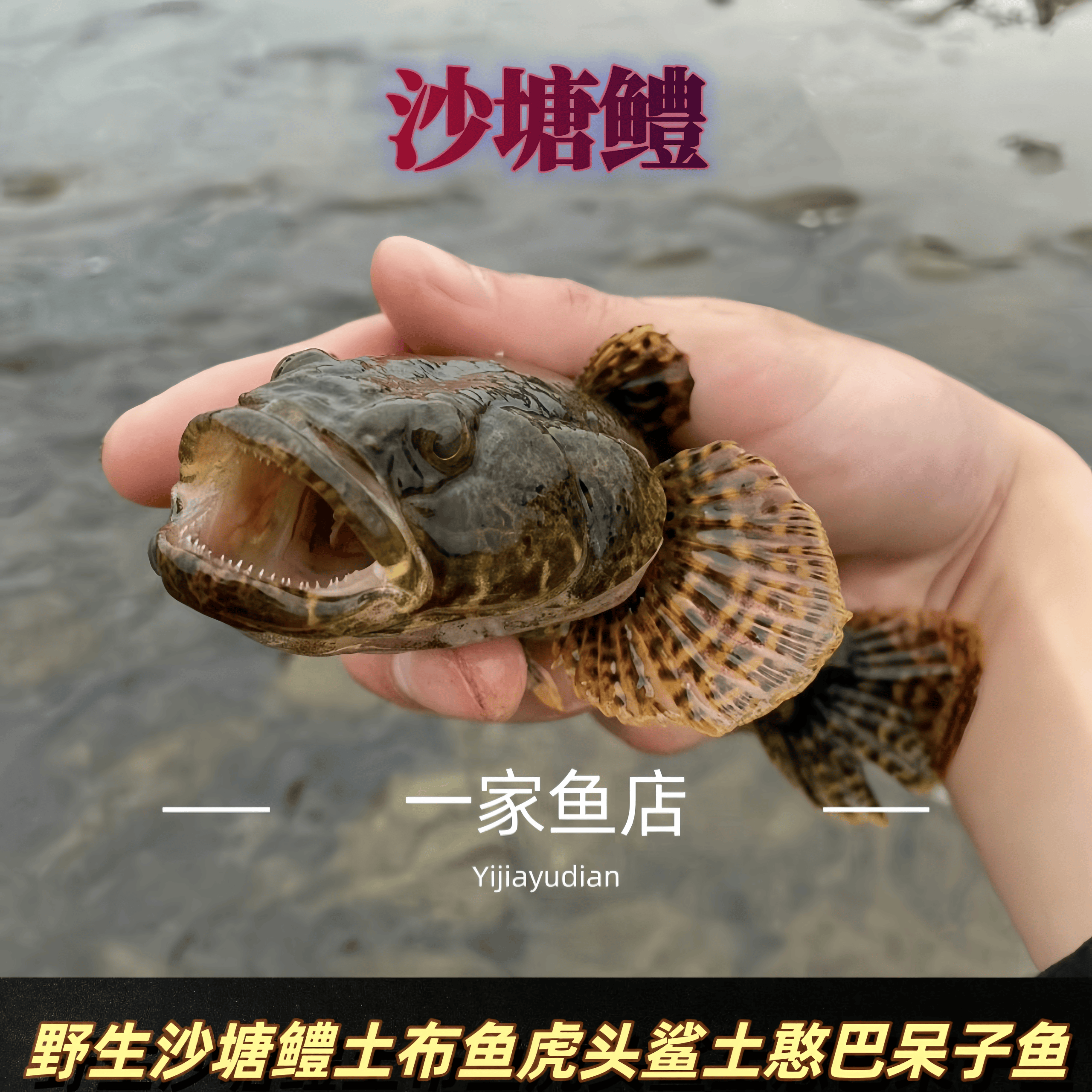原生好养耐活凶猛观赏型沙塘鳢冷水土布鱼肉食性呆子鱼溪流淡水鱼