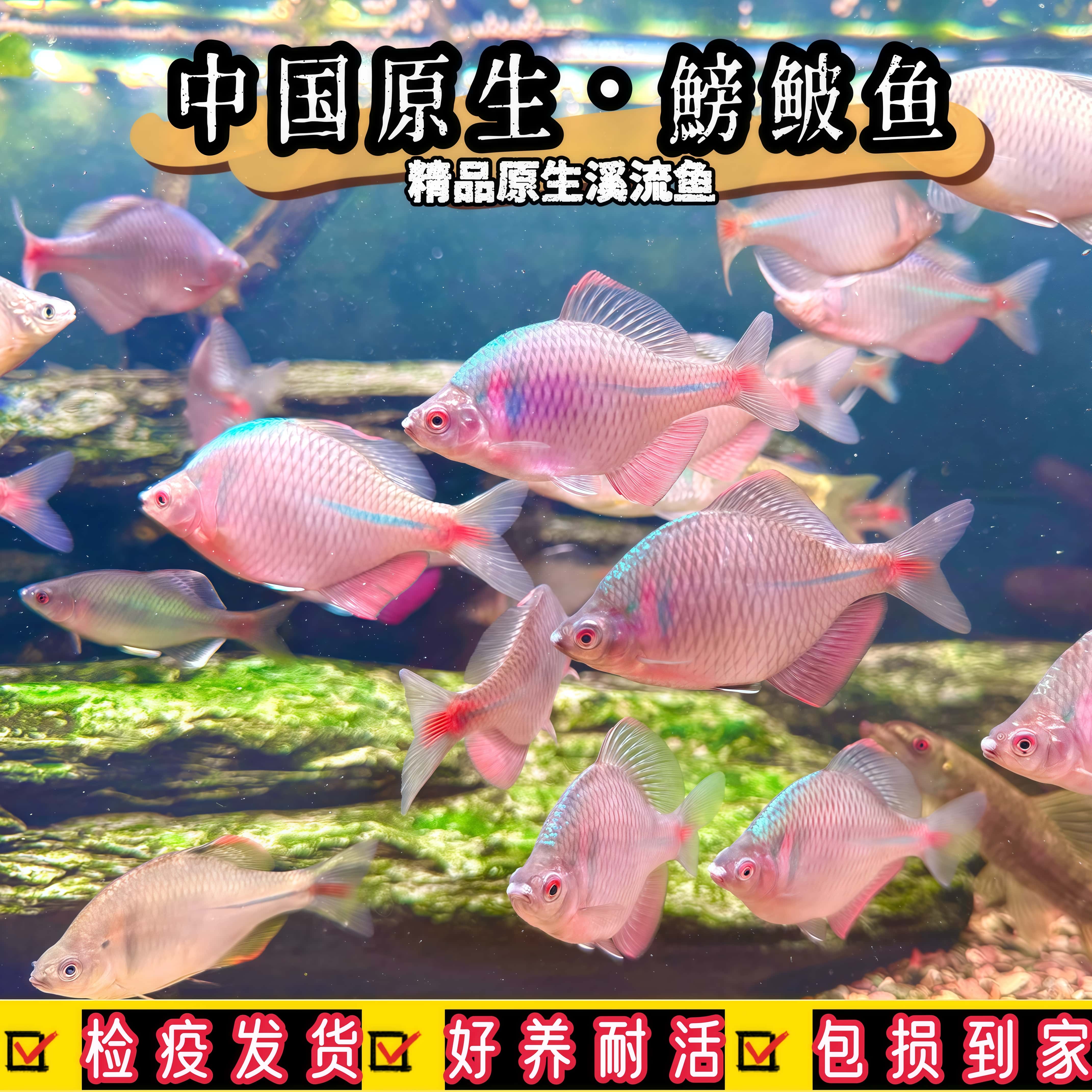 耐活不加温好养原生群游七彩石旁皮鱼中华鳑鲏除藻冷水鱼观赏鱼苗
