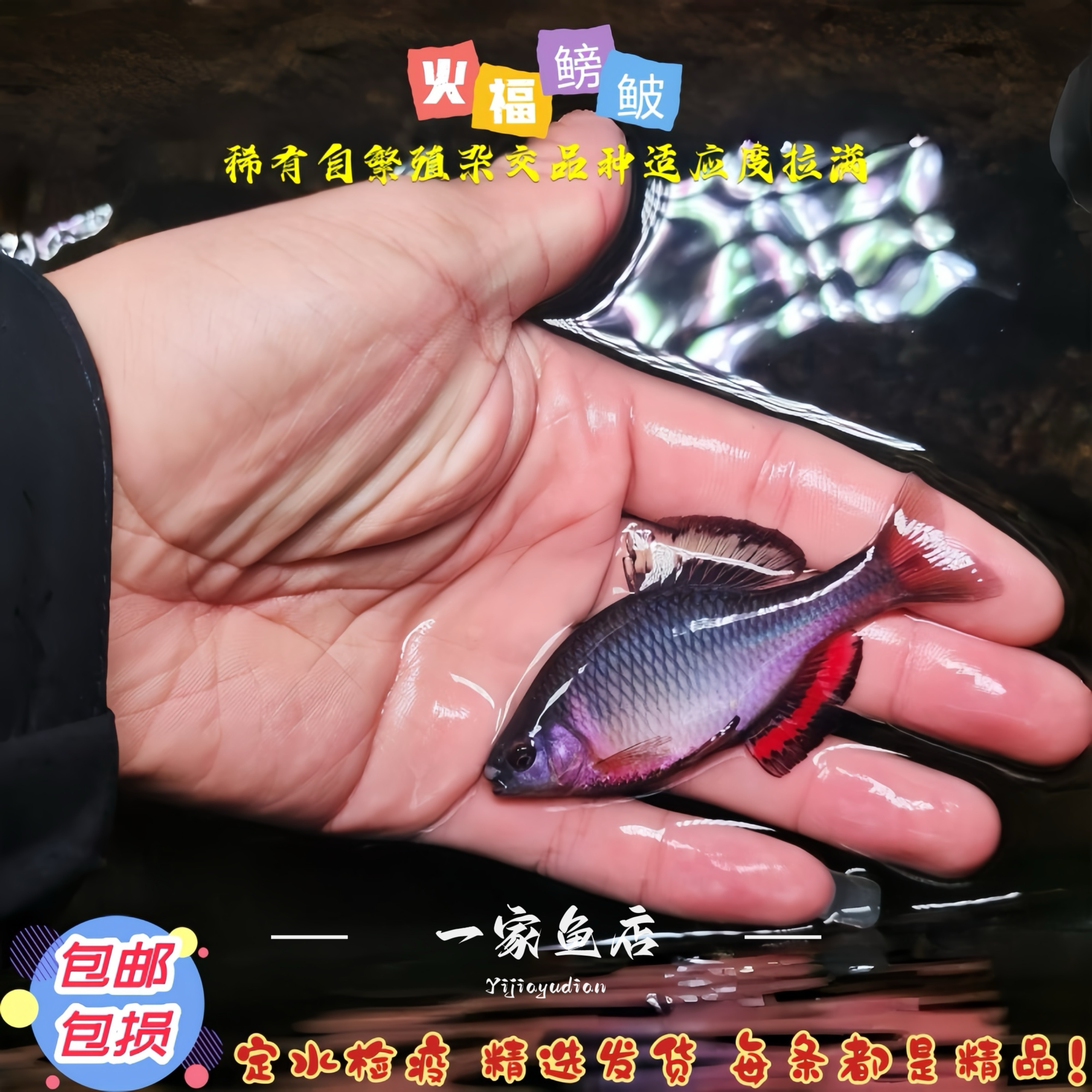 原生福州齐氏鱊火福繁殖杂交稀有红边鳑鲏鱼群游除藻冷水鱼观赏鱼 - 实物图