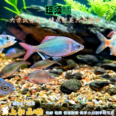 溪流原生短须鱊白边鳑鲏中华彩石高体鳑鲏群游除藻冷水鱼观赏鱼苗