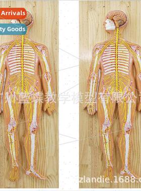 Human Nervous Anatomical Model Human Central Nervous Model B