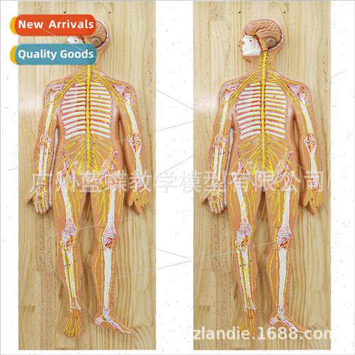Human Nervous Anatomical Model Human Central Nervous Model B
