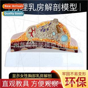 Anatomical Model Breast Pathology Female Breast Anatomy Mamm
