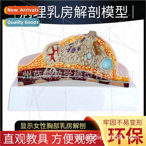 Anatomical Model Breast Pathology Female Breast Anatomy Mamm
