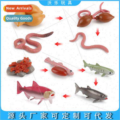 Salmon horseshoe crab octopus growth cycle model children ea